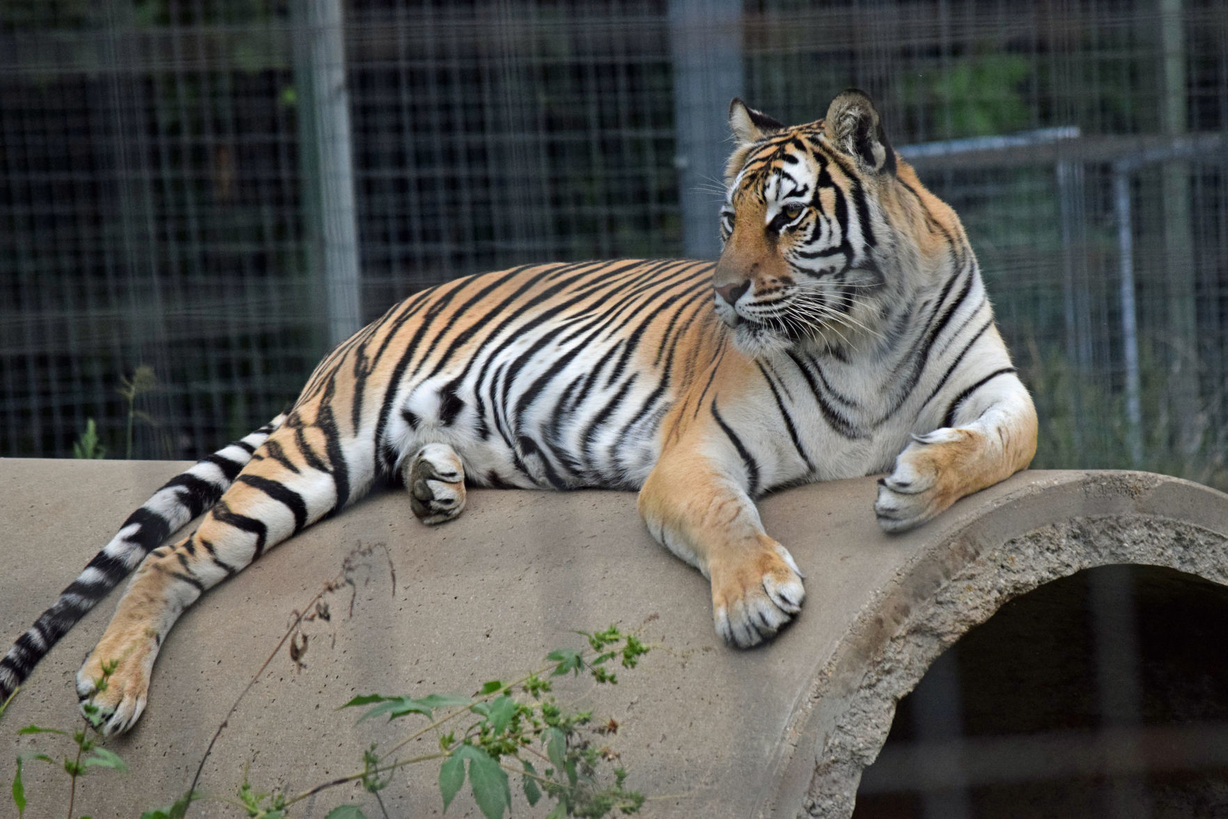 Big cat 3